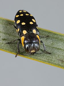 Diphucrania duodecimmaculata, PL3732B, female, on Xanthorrhoea semiplana ssp. semiplana, MU, 9.4 × 3.6 mm
